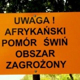 Rejon gminy Czastary włączony do obszaru zagrożonego ASF