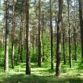 Taksacja leśna